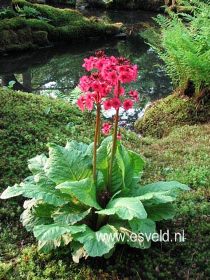 Primula japonica 'Miller's Crimson'