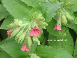 Pulmonaria rubra 'Redstart'