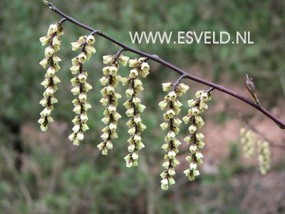 Stachyurus chinensis