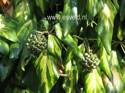 Hedera colchica 'Sulphur Heart'