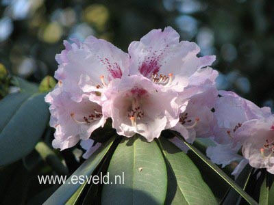 Rhododendron calophytum