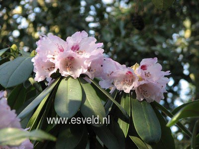 Rhododendron calophytum