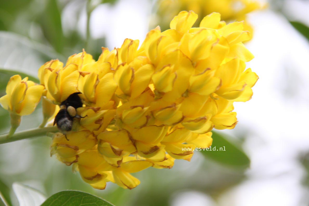 Argyrocytisus battandieri