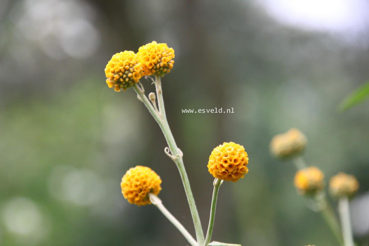 Buddleja globosa
