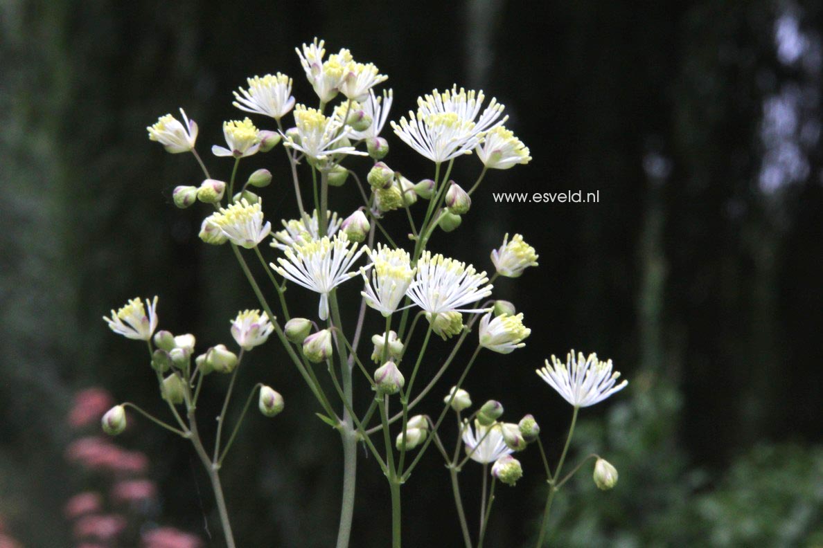 Thalictrum aquilegifolium 'Album'