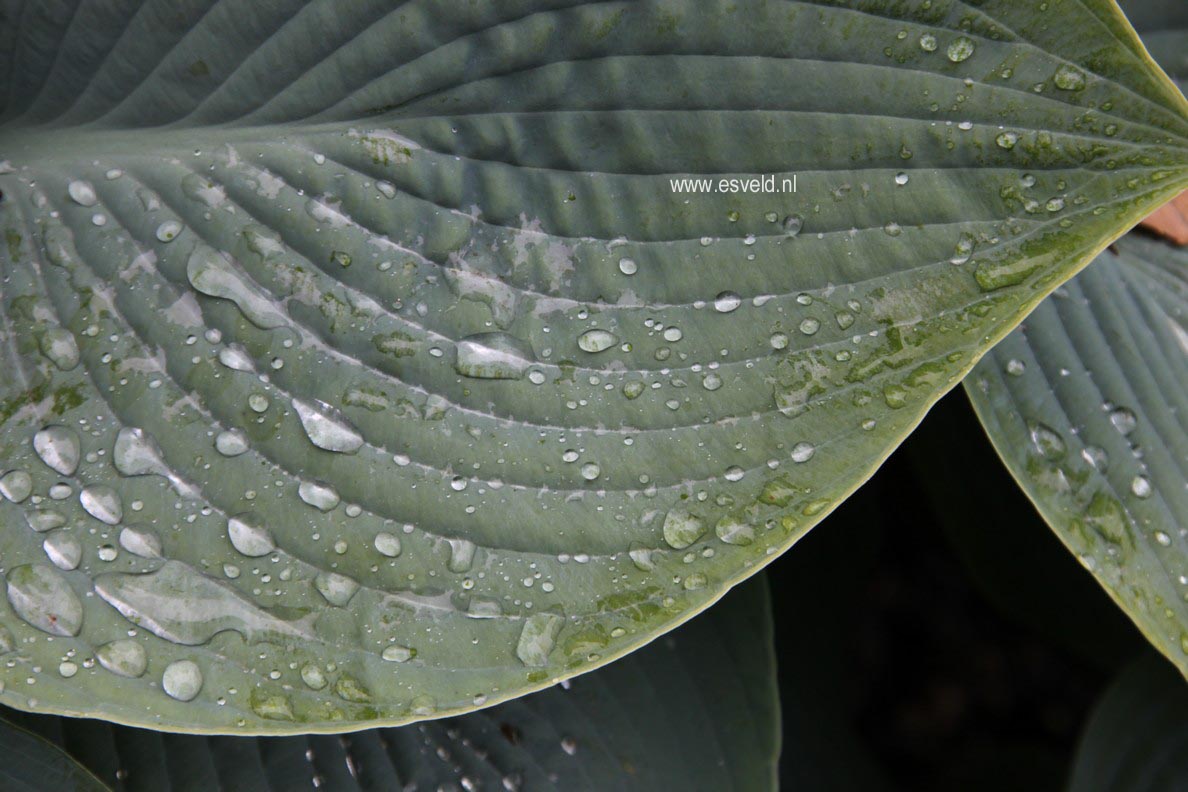 Hosta sieboldiana 'Elegans'