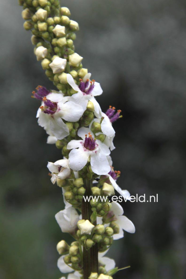 Verbascum chaixii 'Album'