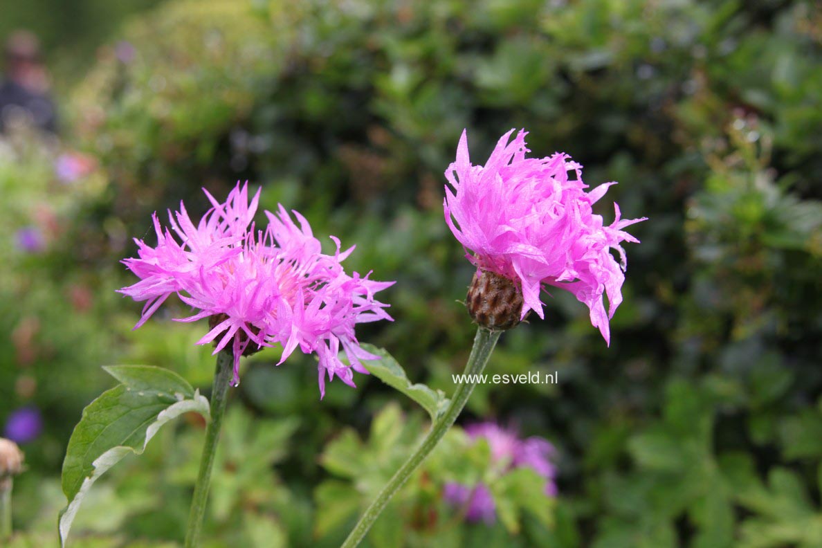 Centaurea dealbata 'Steenbergii'