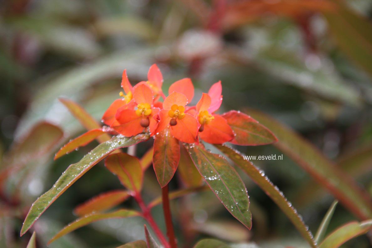 Euphorbia griffithii 'Fireglow'