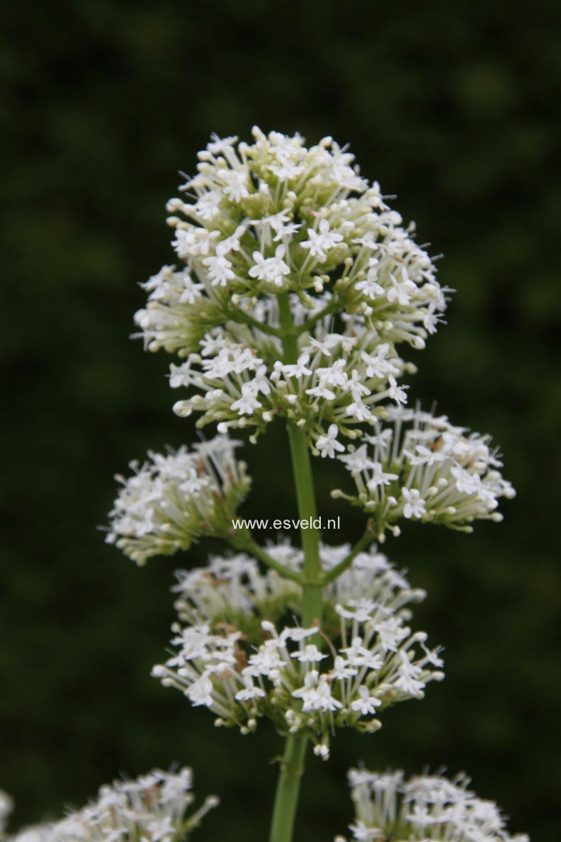 Centranthus ruber 'Albus'