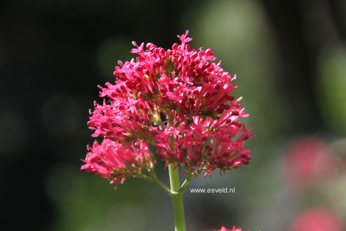 Centranthus ruber 'Coccineus'