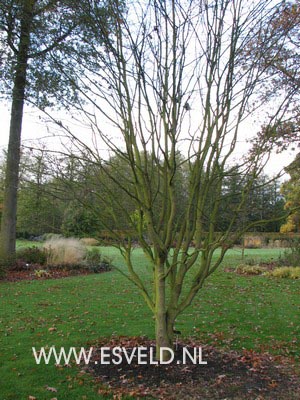 Sorbus alnifolia