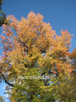 Liquidambar styraciflua