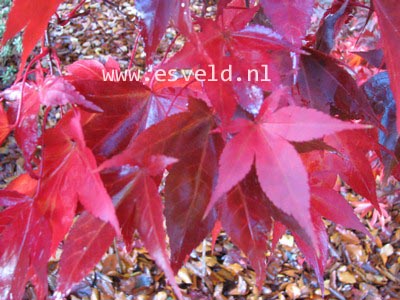 Acer palmatum 'Ohsakazuki'