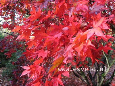 Acer palmatum 'Ohsakazuki'