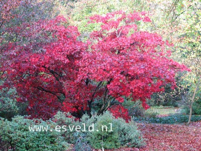 Acer palmatum 'Ohsakazuki'