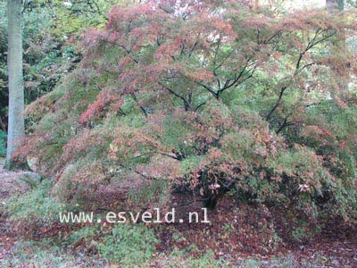 Acer palmatum 'Seiryu'