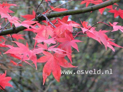 Acer palmatum 'Korean Gem'