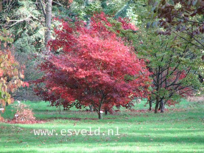 Acer palmatum