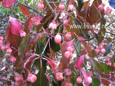 Euonymus grandiflorus 'Red Wine'