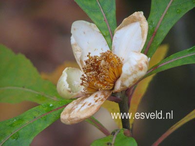 Franklinia alatamaha