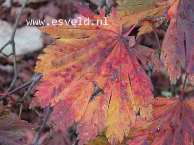 Acer japonicum 'Attaryi'