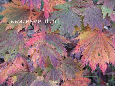 Acer japonicum 'Attaryi'