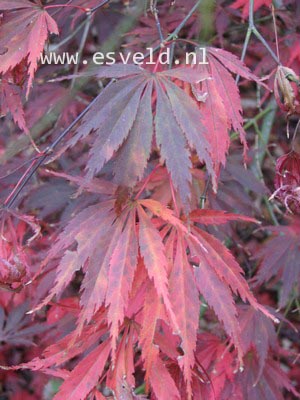 Acer palmatum 'Burgundy Lace'