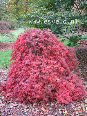 Acer palmatum 'Orangeola'