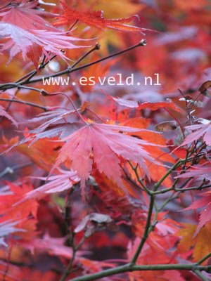 Acer shirasawanum 'Yasemin'