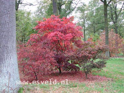 Acer shirasawanum 'Yasemin'