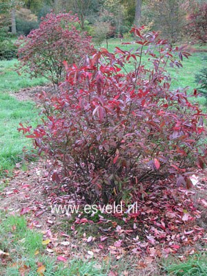 Itea virginica 'Henry's Garnet'