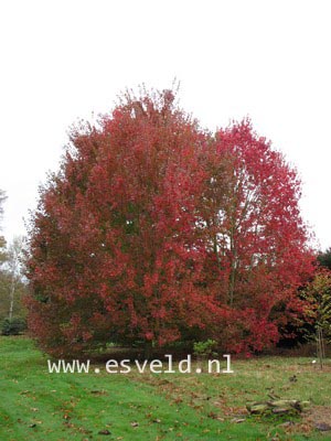 Acer rubrum 'October Glory'