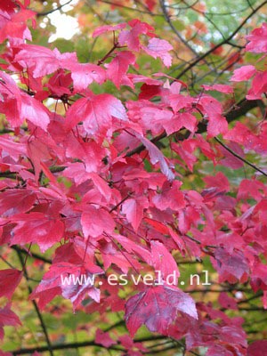 Acer rubrum 'October Glory'