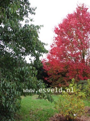 Acer rubrum 'October Glory'