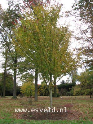 Acer rubrum 'Tilford'