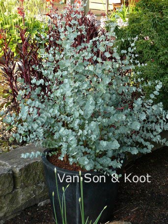 Eucalyptus gunnii 'Azura'