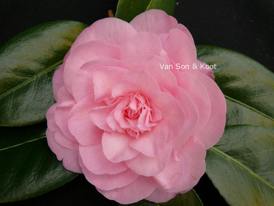 Camellia japonica 'Betty Ridley'