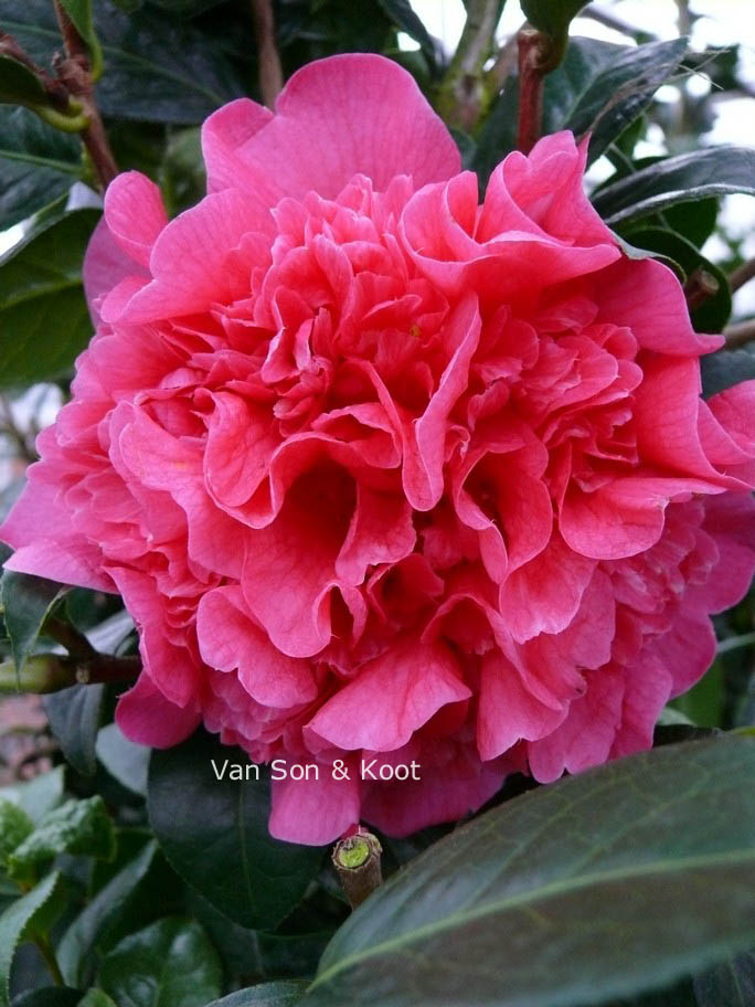 Camellia japonica 'Anticipation' (82802)