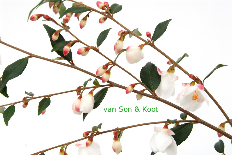 Camellia rosthorniana 'Elina' (CUPIDO)