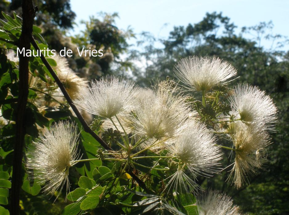 Albizia coreana