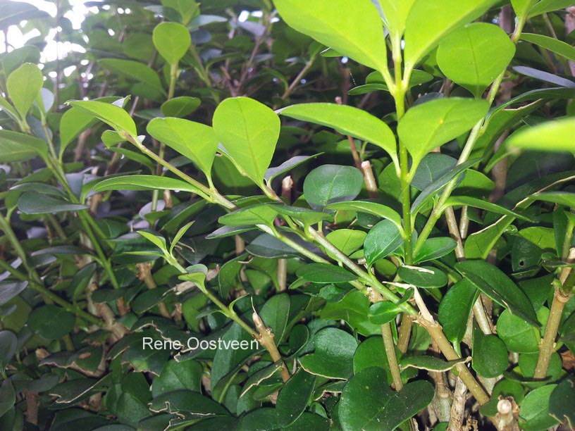 Ligustrum ovalifolium