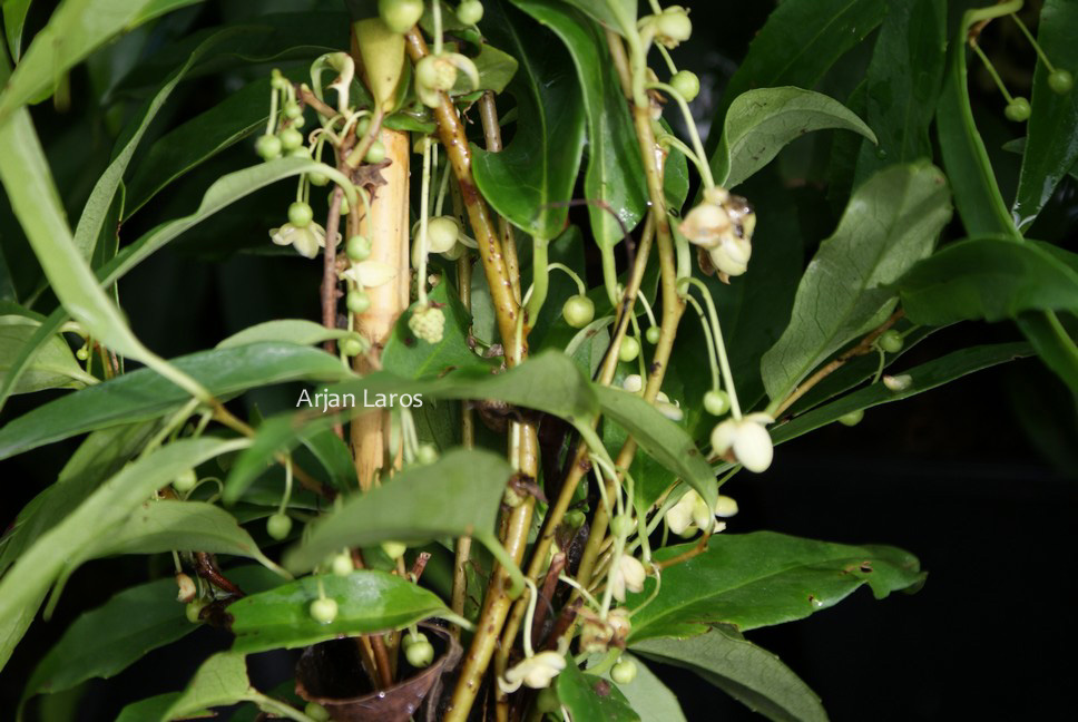 Schisandra propinqua var. sinensis
