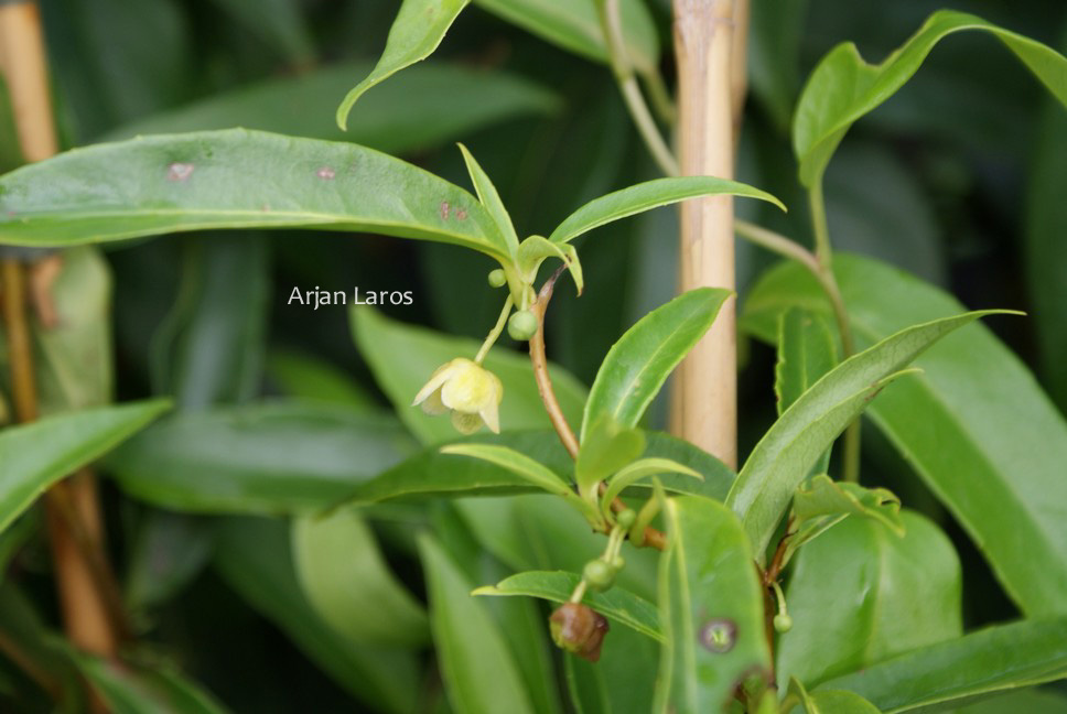 Schisandra propinqua var. sinensis