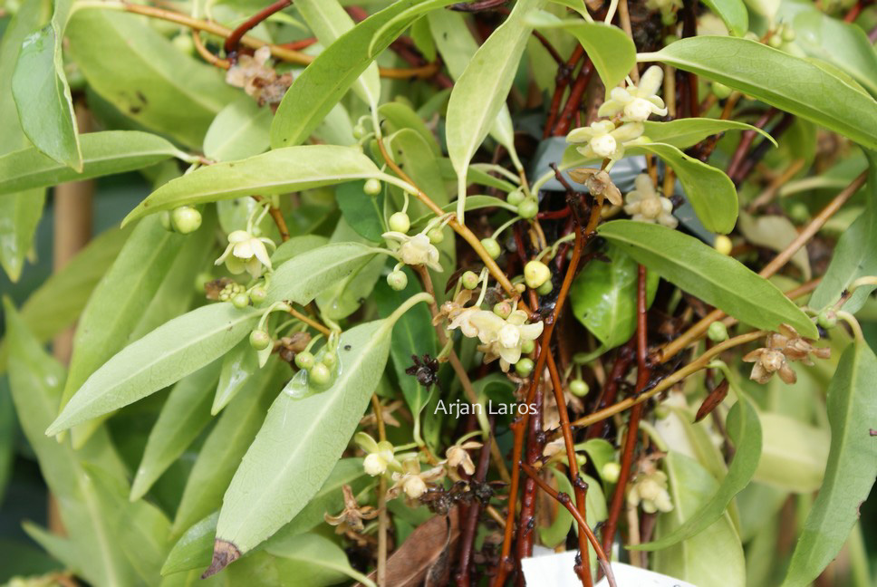 Schisandra propinqua var. sinensis