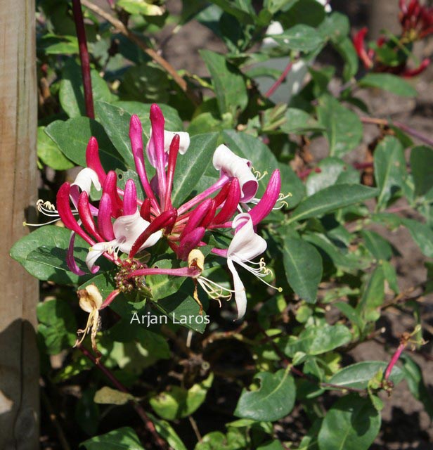 Lonicera periclymenum 'Inov 86' (CAPRILIA IMPERIAL)