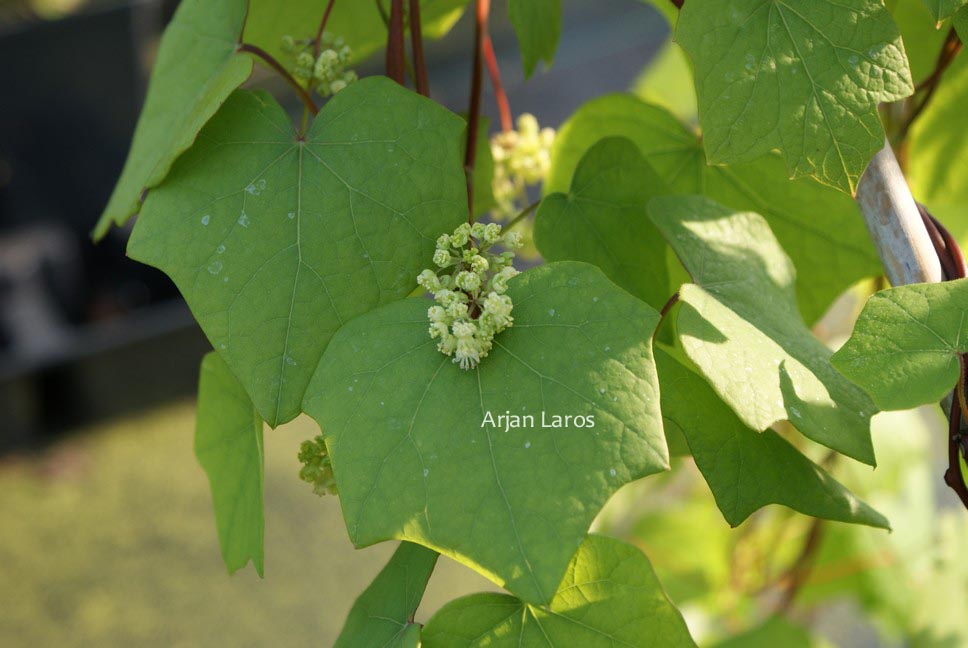 Menispermum canadense