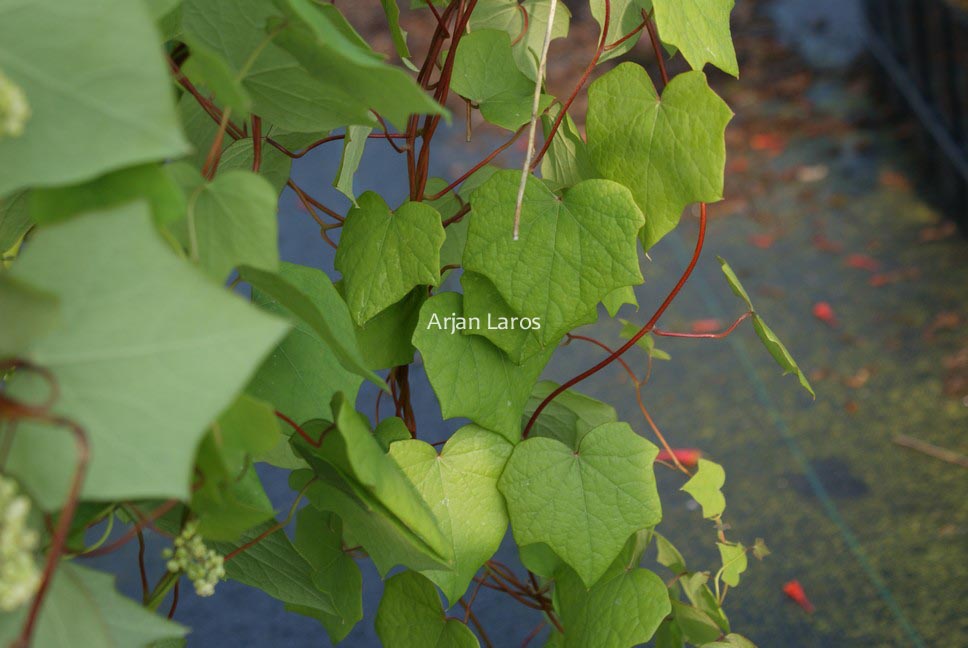 Menispermum canadense