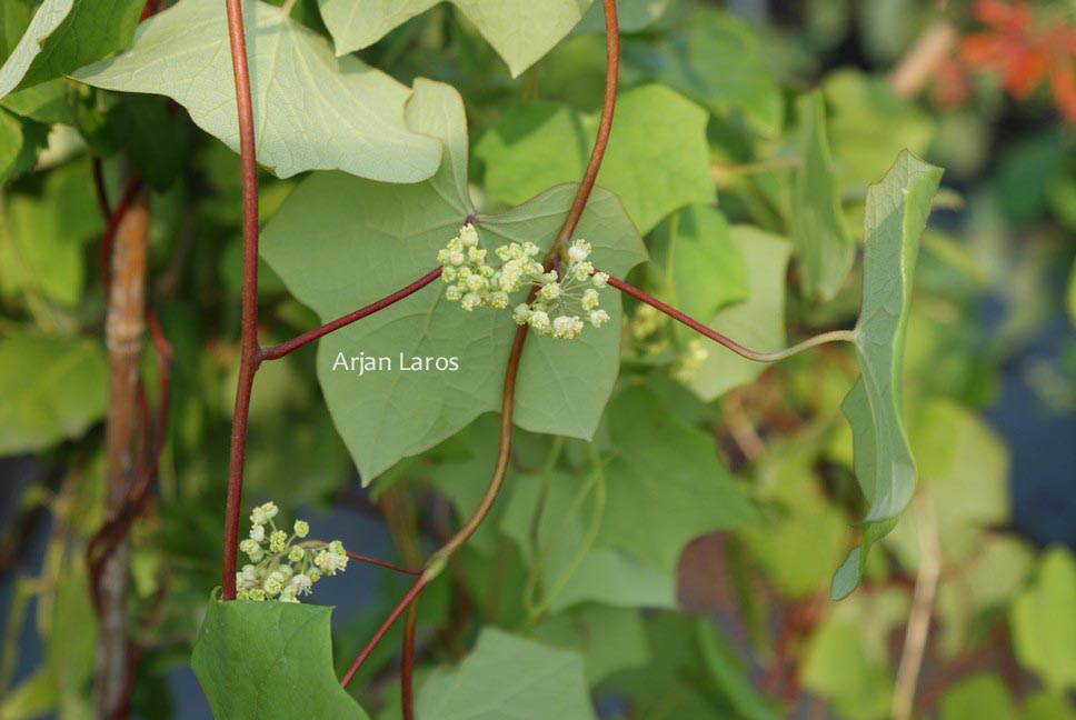 Menispermum canadense