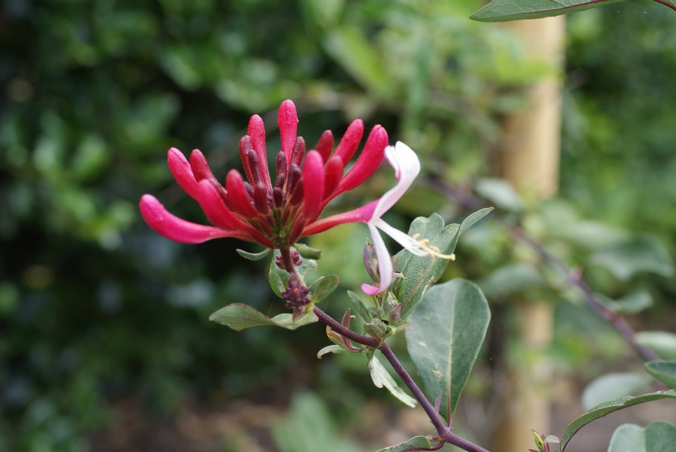 Lonicera periclymenum 'Chojnow' (FRAGRANT CLOUD)